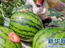 911爆料最新消息今日吃瓜,今日吃瓜大揭秘，真相令人震惊！  第2张